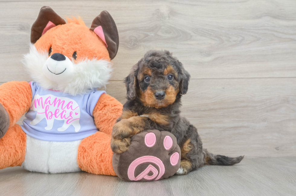 7 week old Mini Goldendoodle Puppy For Sale - Fairfield Furbabies