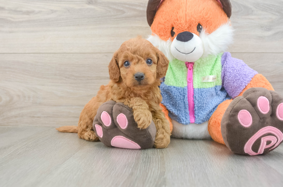 6 week old Mini Goldendoodle Puppy For Sale - Fairfield Furbabies