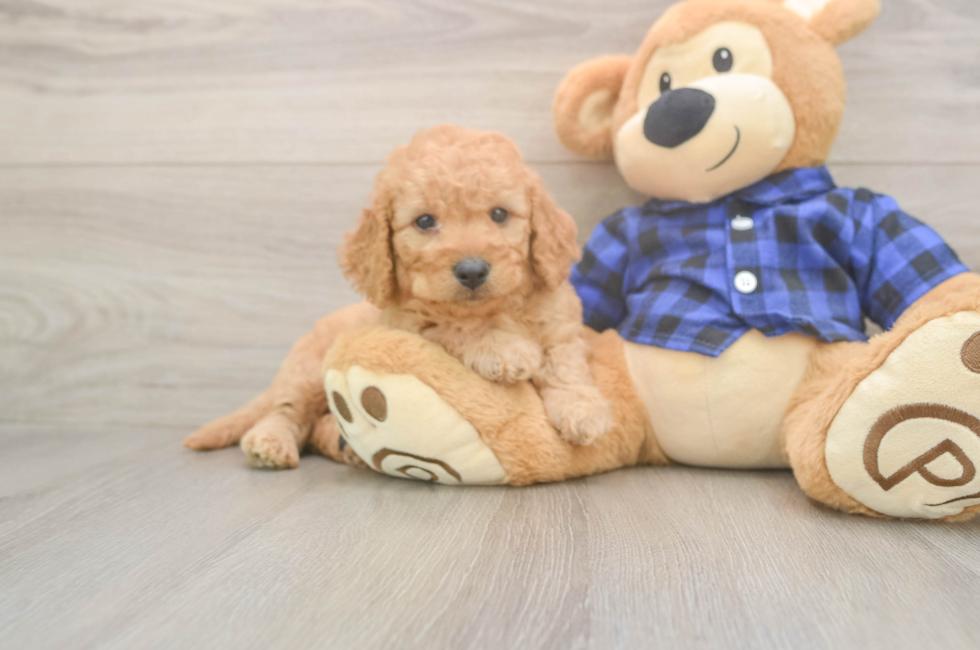 7 week old Mini Goldendoodle Puppy For Sale - Fairfield Furbabies