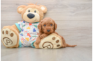 Smart Mini Goldendoodle Poodle Mix Pup