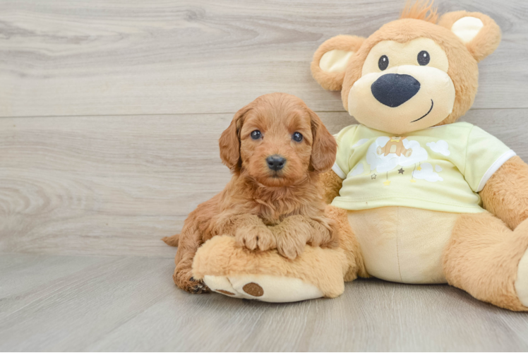 Best Mini Goldendoodle Baby