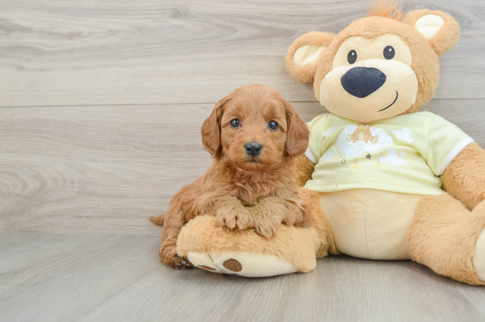7 week old Mini Goldendoodle Puppy For Sale - Fairfield Furbabies