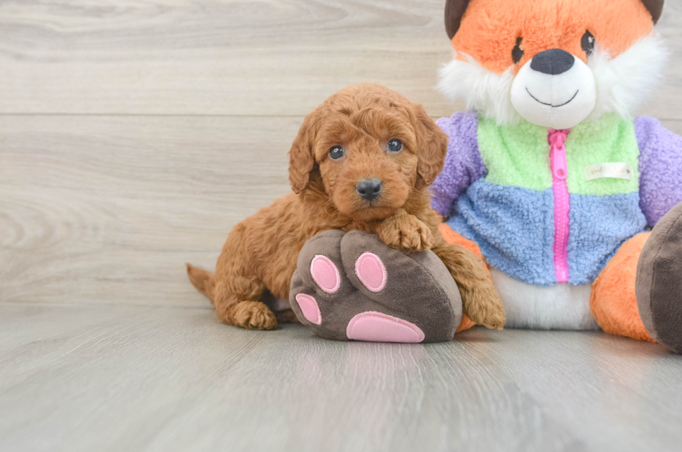 6 week old Mini Goldendoodle Puppy For Sale - Fairfield Furbabies