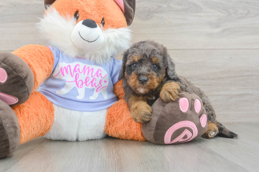 7 week old Mini Goldendoodle Puppy For Sale - Fairfield Furbabies