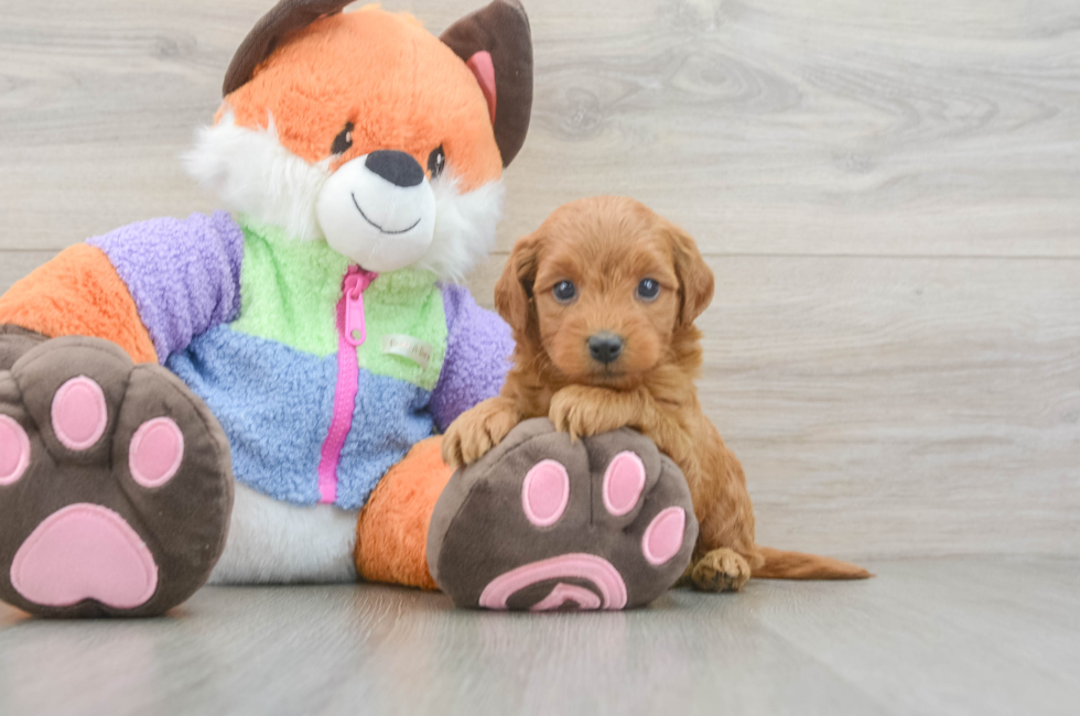 6 week old Mini Goldendoodle Puppy For Sale - Fairfield Furbabies