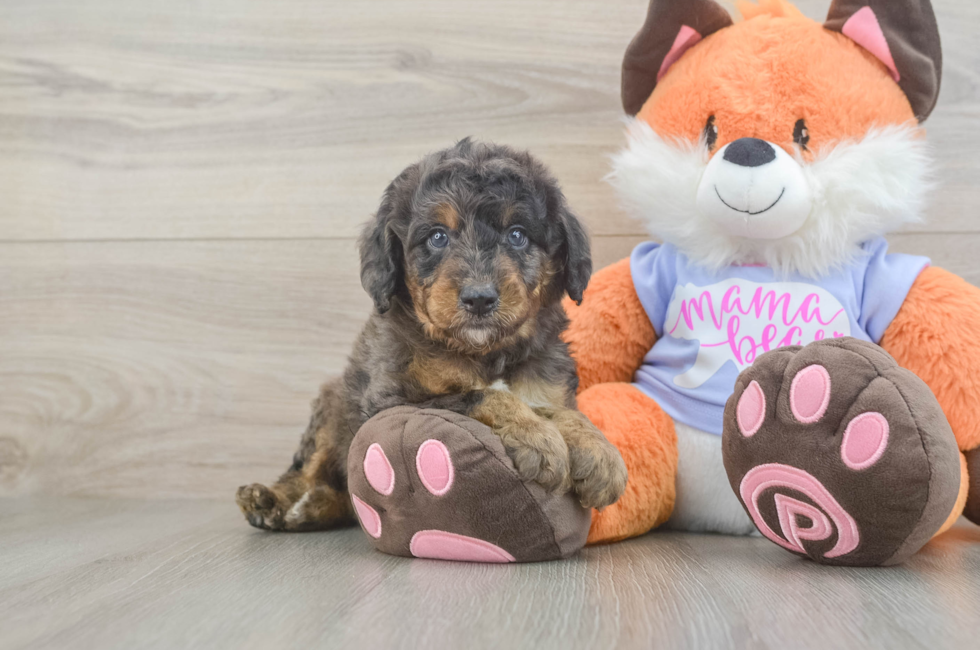 7 week old Mini Goldendoodle Puppy For Sale - Fairfield Furbabies