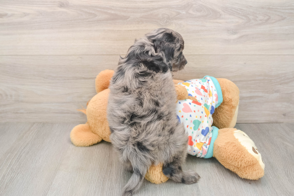 Small Mini Goldendoodle Baby