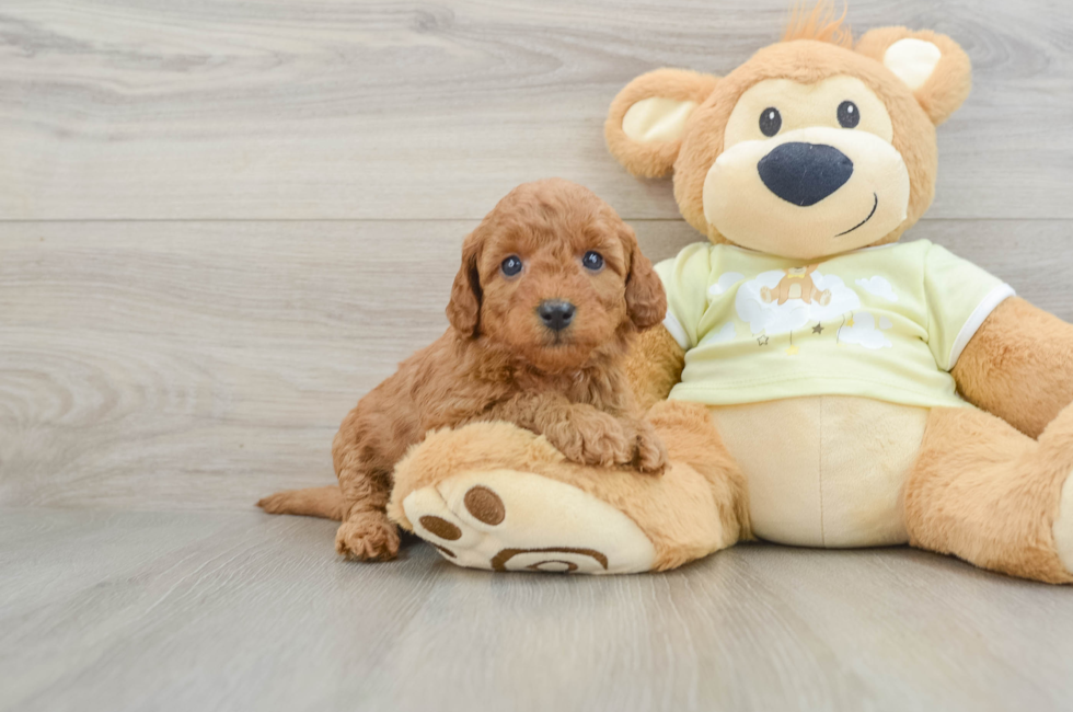 7 week old Mini Goldendoodle Puppy For Sale - Fairfield Furbabies