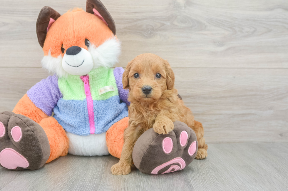 6 week old Mini Goldendoodle Puppy For Sale - Fairfield Furbabies