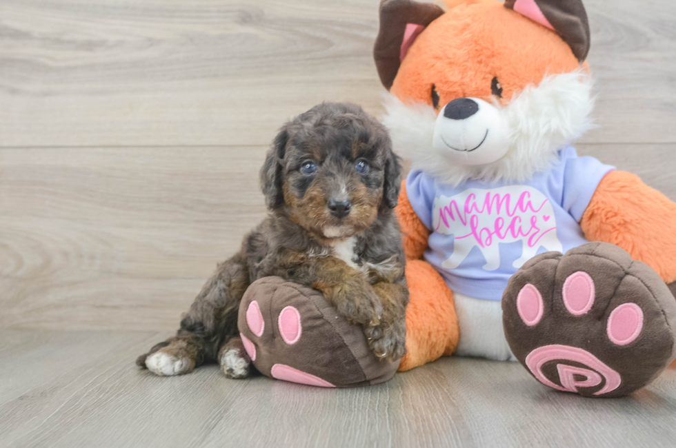 7 week old Mini Goldendoodle Puppy For Sale - Fairfield Furbabies