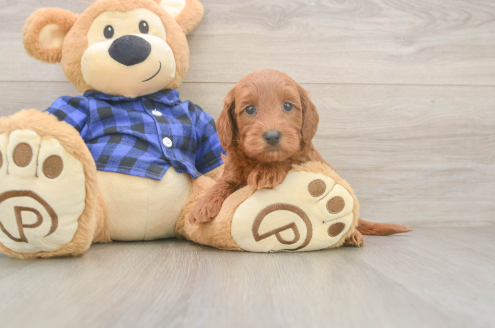7 week old Mini Goldendoodle Puppy For Sale - Fairfield Furbabies