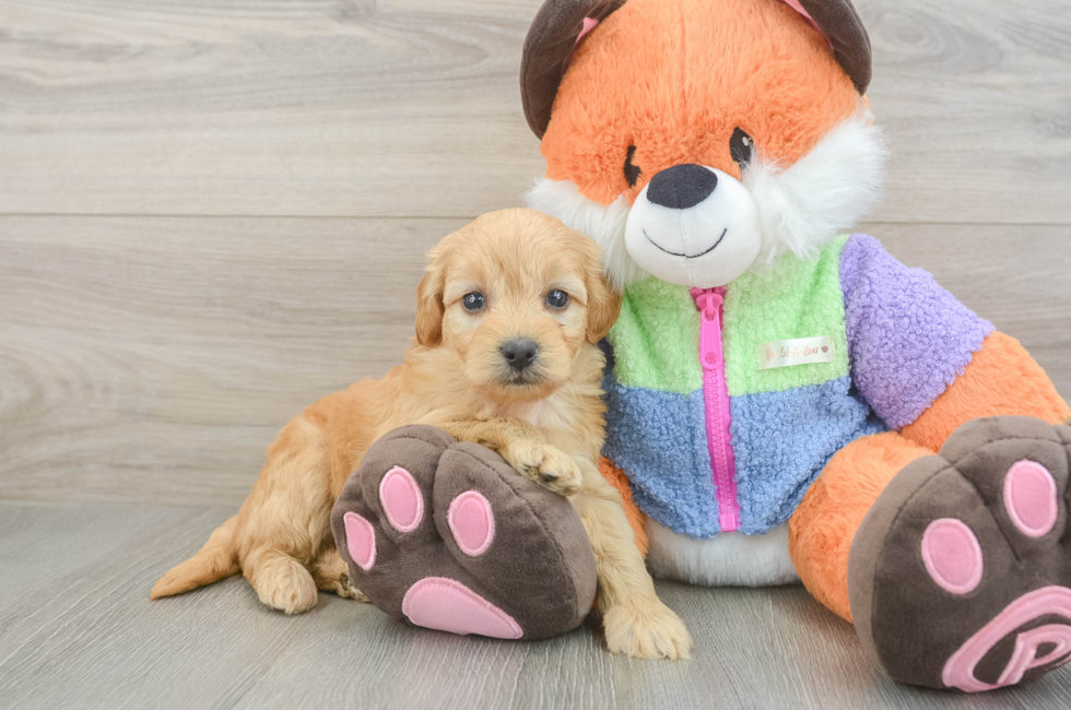 6 week old Mini Goldendoodle Puppy For Sale - Fairfield Furbabies