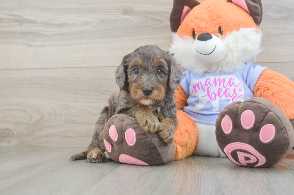 7 week old Mini Goldendoodle Puppy For Sale - Fairfield Furbabies