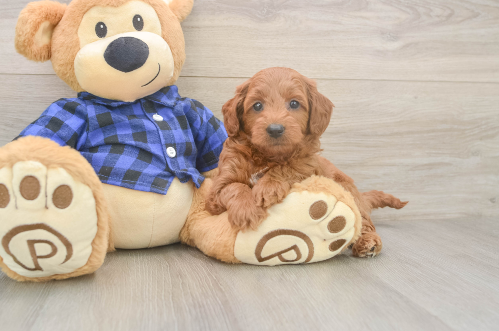 7 week old Mini Goldendoodle Puppy For Sale - Fairfield Furbabies
