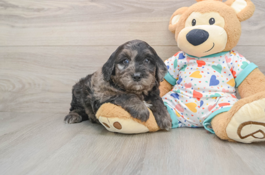 Little Mini Goldenpoo Poodle Mix Puppy