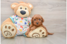 Funny Mini Goldendoodle Poodle Mix Pup