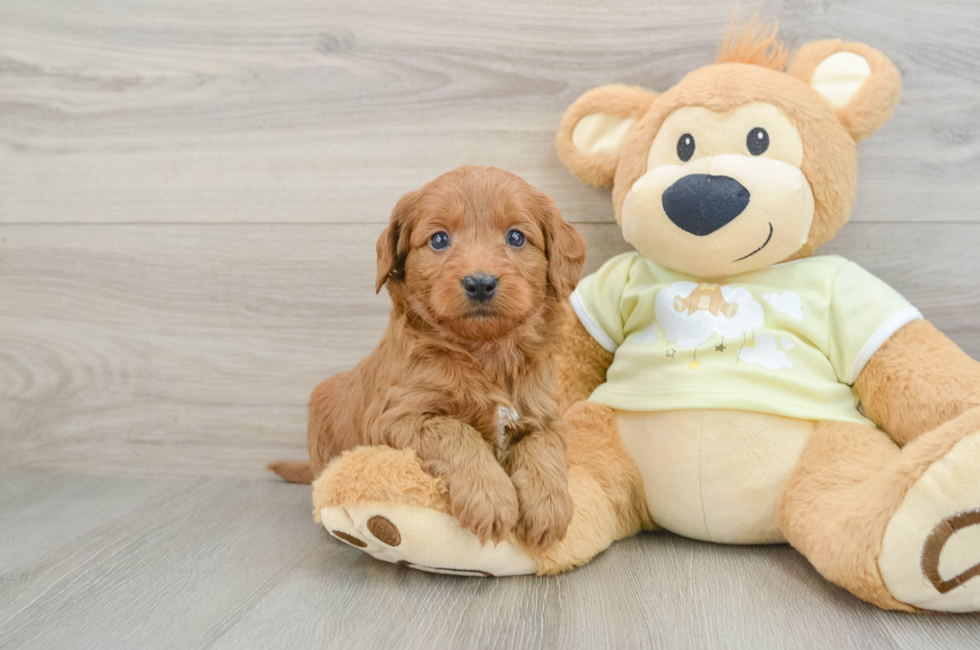 7 week old Mini Goldendoodle Puppy For Sale - Fairfield Furbabies
