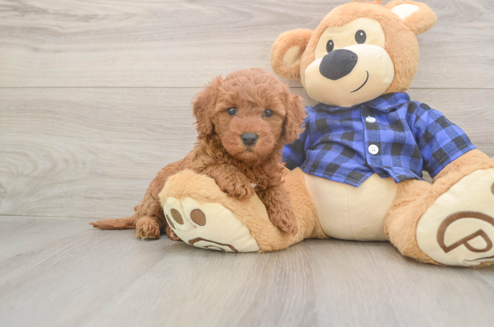 7 week old Mini Goldendoodle Puppy For Sale - Fairfield Furbabies
