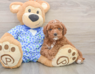 6 week old Mini Goldendoodle Puppy For Sale - Fairfield Furbabies