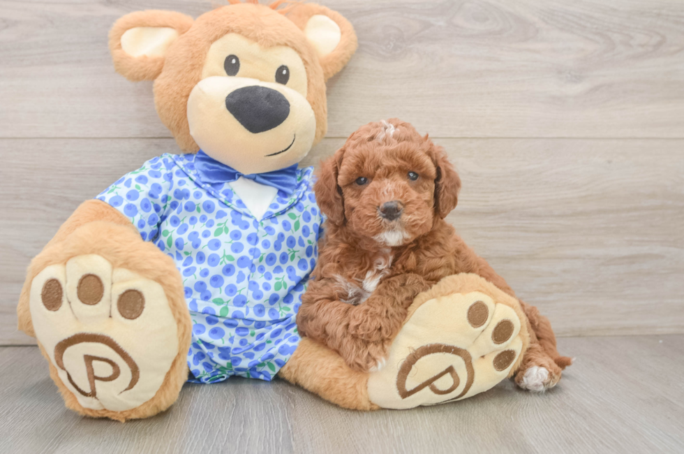 6 week old Mini Goldendoodle Puppy For Sale - Fairfield Furbabies