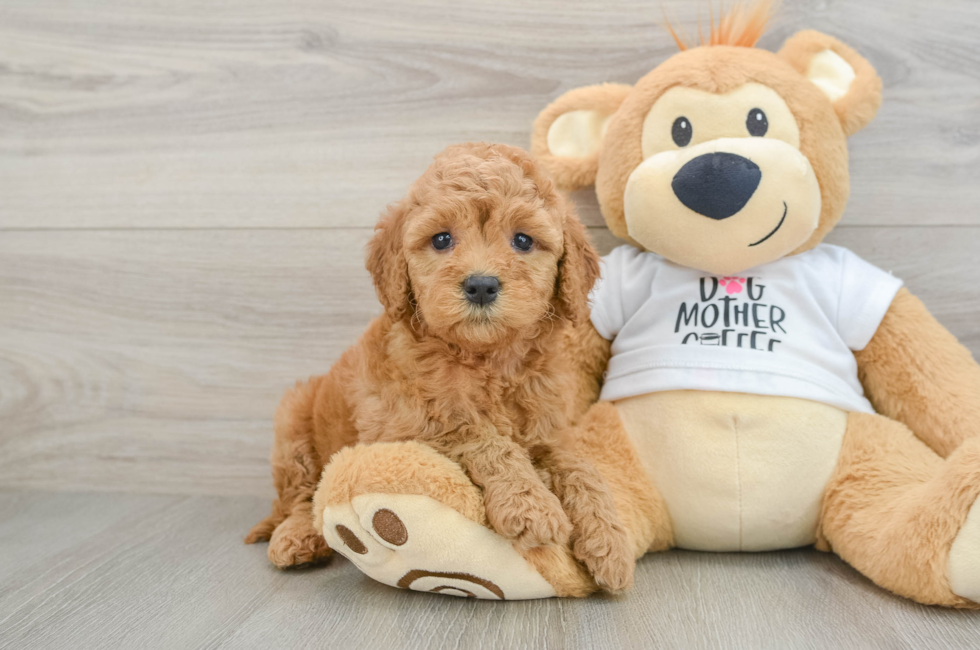9 week old Mini Goldendoodle Puppy For Sale - Fairfield Furbabies