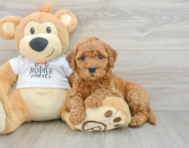 9 week old Mini Goldendoodle Puppy For Sale - Fairfield Furbabies