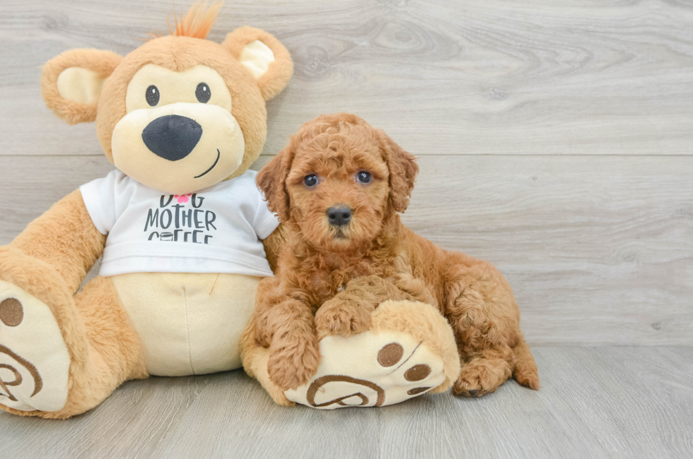 9 week old Mini Goldendoodle Puppy For Sale - Fairfield Furbabies