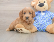 6 week old Mini Goldendoodle Puppy For Sale - Fairfield Furbabies