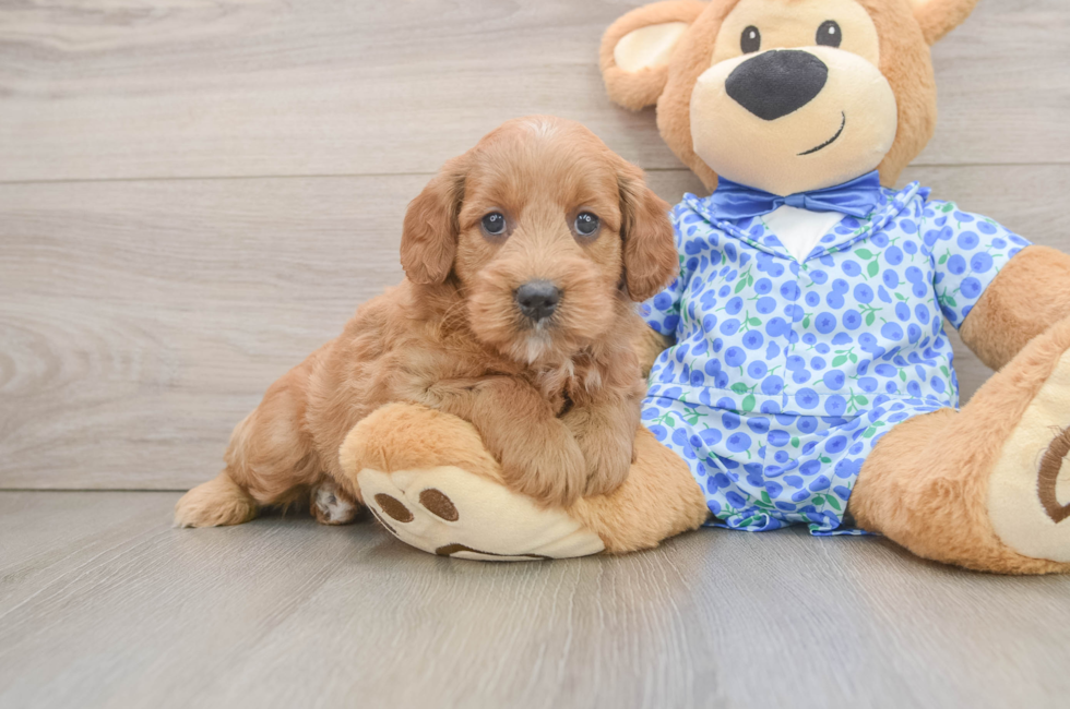 6 week old Mini Goldendoodle Puppy For Sale - Fairfield Furbabies
