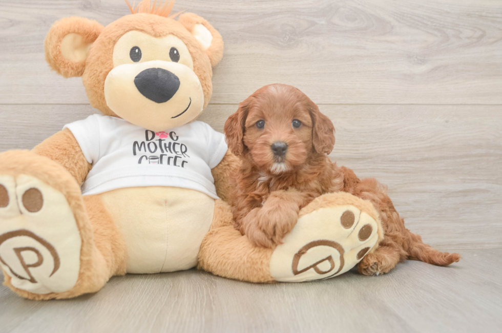 6 week old Mini Goldendoodle Puppy For Sale - Fairfield Furbabies