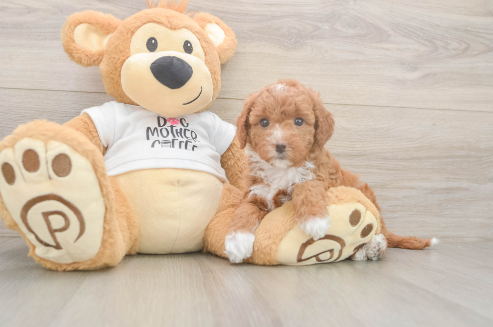 6 week old Mini Goldendoodle Puppy For Sale - Fairfield Furbabies