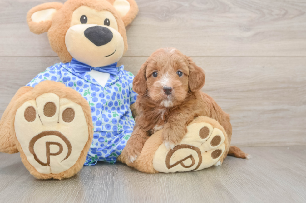 6 week old Mini Goldendoodle Puppy For Sale - Fairfield Furbabies