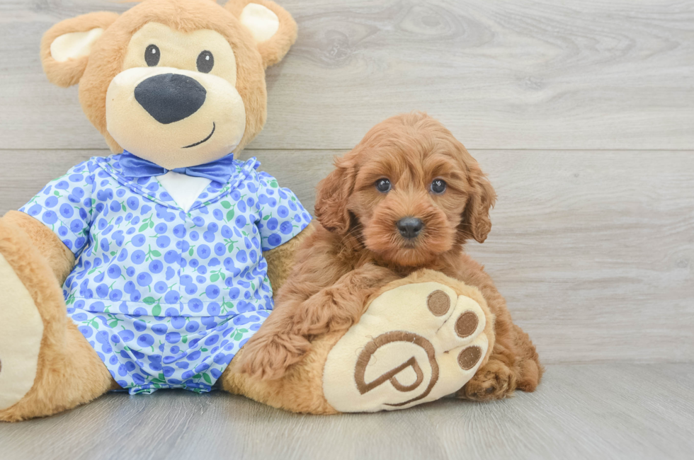 6 week old Mini Goldendoodle Puppy For Sale - Fairfield Furbabies