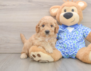 6 week old Mini Goldendoodle Puppy For Sale - Fairfield Furbabies
