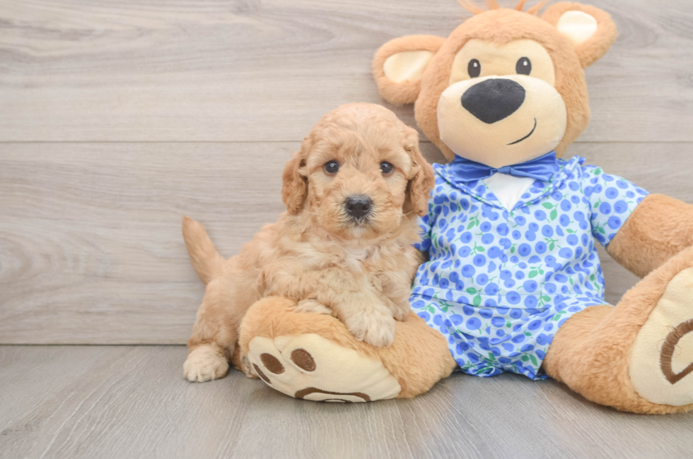 6 week old Mini Goldendoodle Puppy For Sale - Fairfield Furbabies