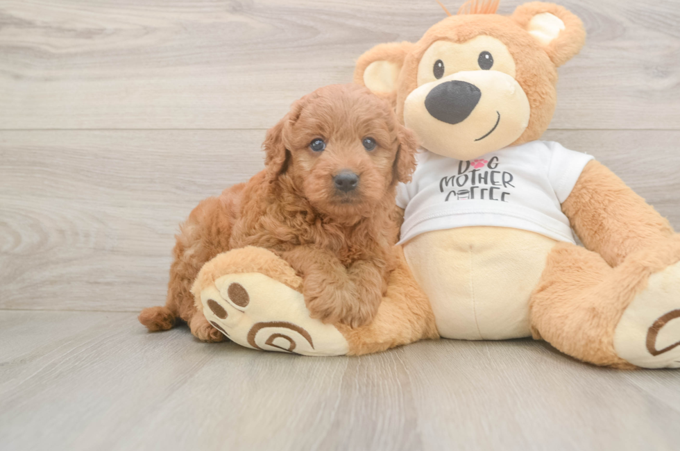 6 week old Mini Goldendoodle Puppy For Sale - Fairfield Furbabies