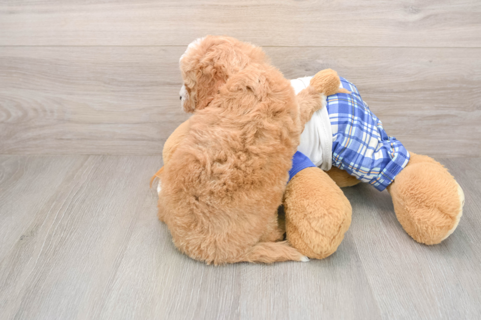 Mini Goldendoodle Puppy for Adoption