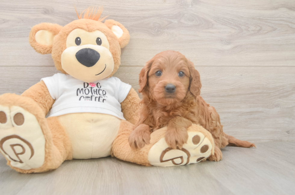 6 week old Mini Goldendoodle Puppy For Sale - Fairfield Furbabies