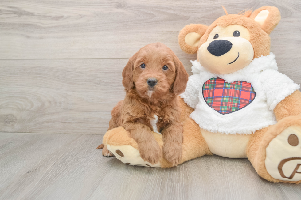 Petite Mini Goldendoodle Poodle Mix Pup