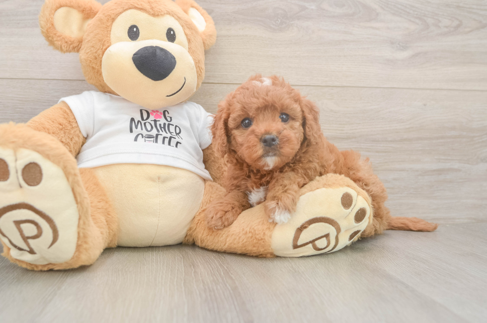 6 week old Mini Goldendoodle Puppy For Sale - Fairfield Furbabies