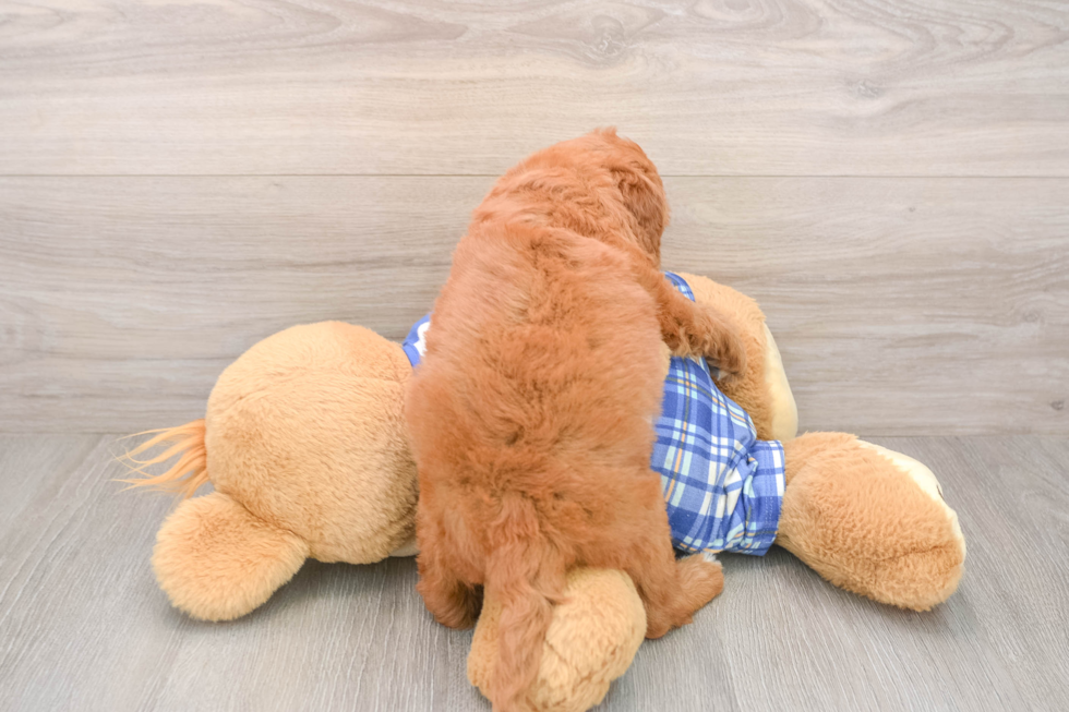 Cute Mini Goldendoodle Baby