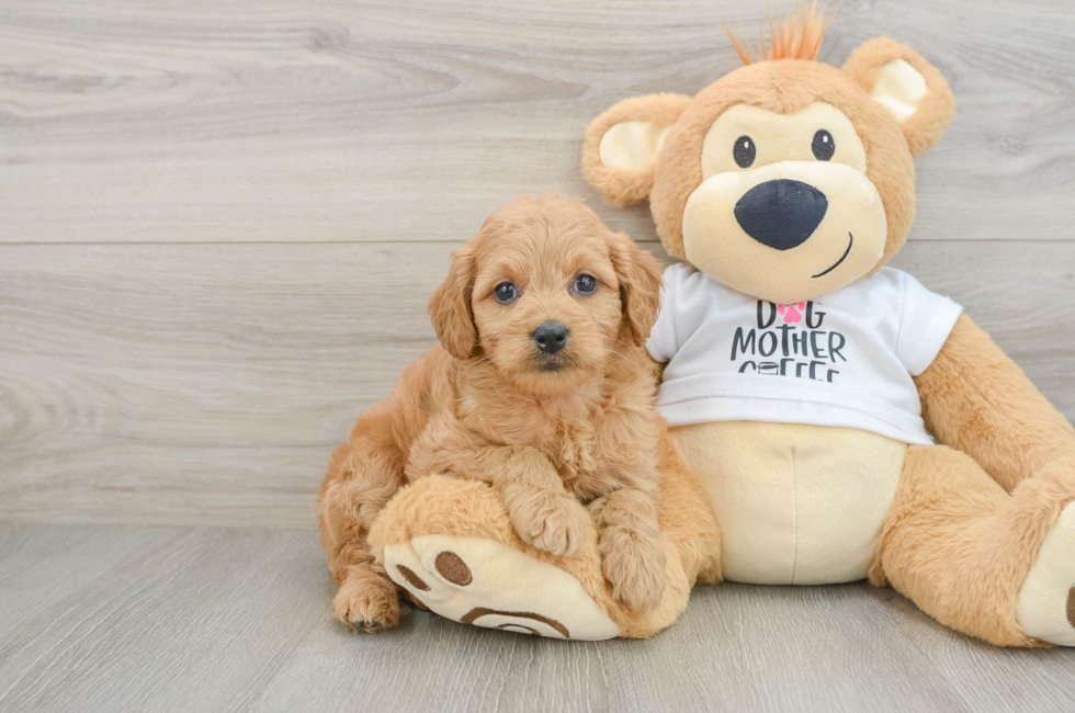 9 week old Mini Goldendoodle Puppy For Sale - Fairfield Furbabies