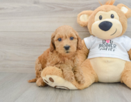 9 week old Mini Goldendoodle Puppy For Sale - Fairfield Furbabies