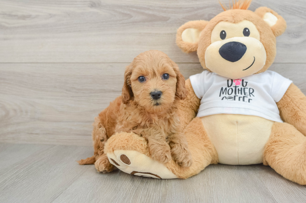 9 week old Mini Goldendoodle Puppy For Sale - Fairfield Furbabies