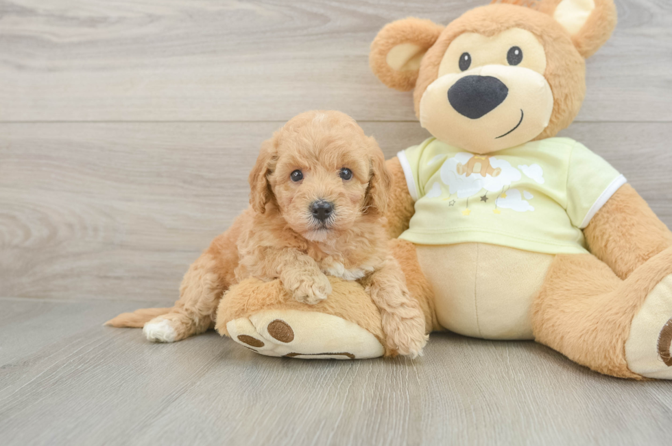 6 week old Mini Goldendoodle Puppy For Sale - Fairfield Furbabies