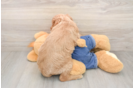 Cute Mini Goldendoodle Baby