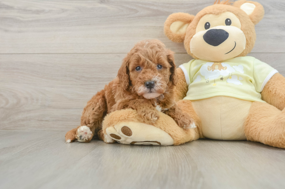 6 week old Mini Goldendoodle Puppy For Sale - Fairfield Furbabies