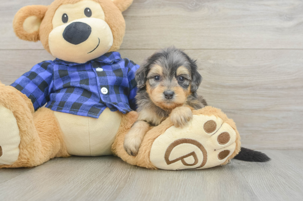 7 week old Mini Goldendoodle Puppy For Sale - Fairfield Furbabies