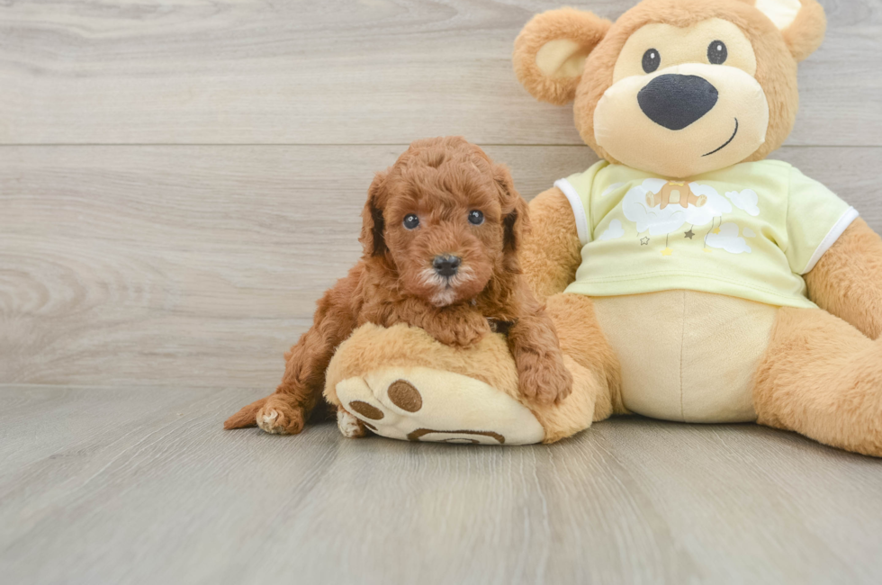 6 week old Mini Goldendoodle Puppy For Sale - Fairfield Furbabies
