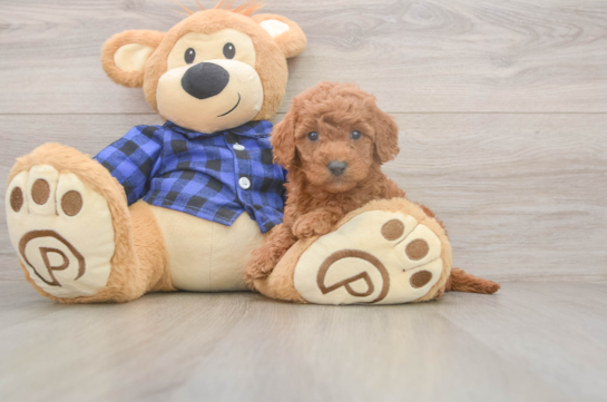 7 week old Mini Goldendoodle Puppy For Sale - Fairfield Furbabies Mini Goldendoodle Pup Being Cute
